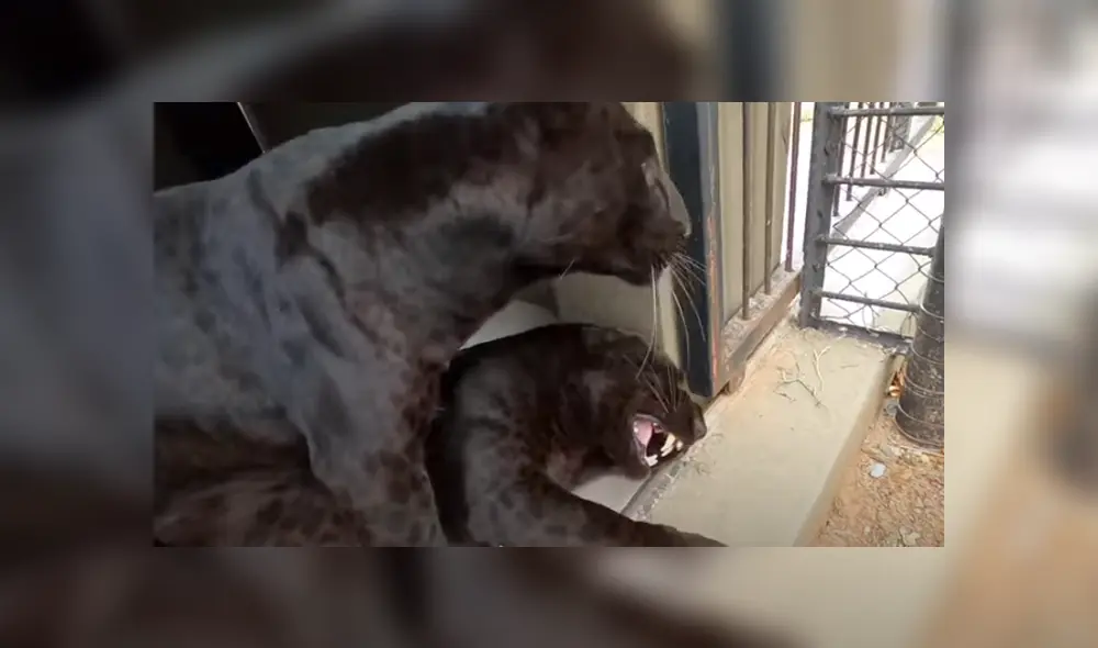 Desliza hacia la izquierda para ver las imágenes del viral de YouTube. Foto: The Lion Whisperer.