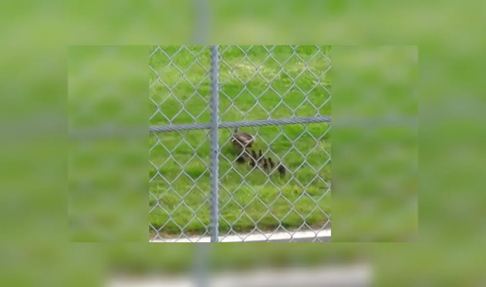Un grupo de patos cruzaron una pista en mitad de una carrera y estuvieron a punto de morir.