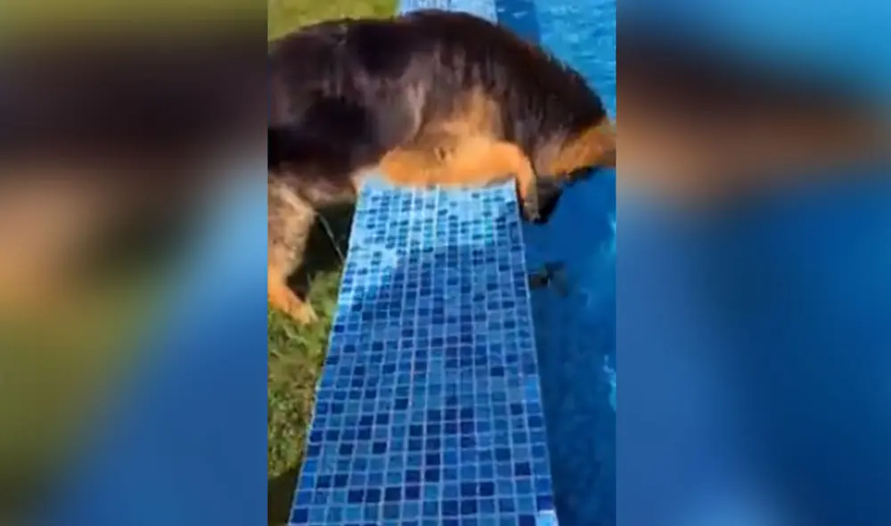 Desliza hacia la izquierda para ver más detalles sobre esta impresionante escena de rescate. Foto: captura de TikTok