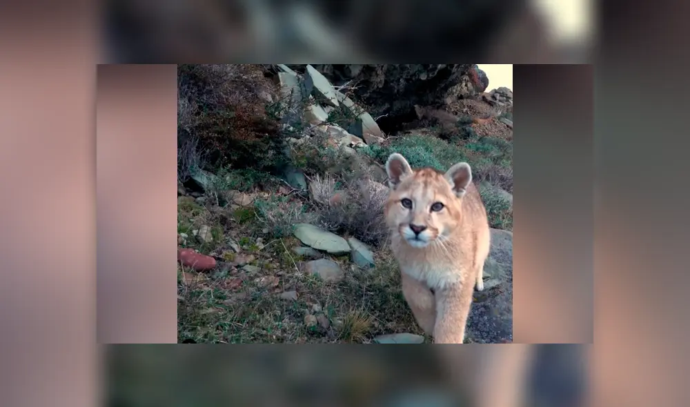 Desliza hacia la izquierda para ver las imágenes del puma bebé que fue captado por una cámara escondida en el recinto de felinos. El video es viral en YouTube.