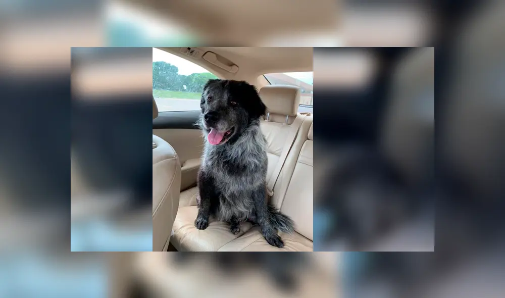 Desliza para ver el nuevo aspecto de este perro que conmovió a todos en Facebook. Foto: Captura. Desliza para ver el nuevo aspecto de este perro que conmovió a todos en Facebook. Foto: Captura.