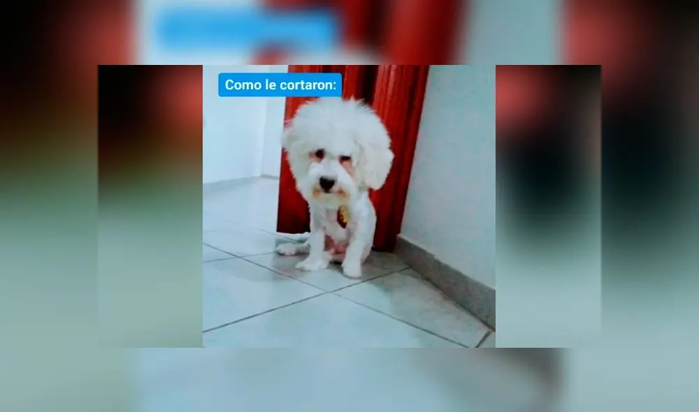 Desliza las imágenes para ver el desastroso resultado de este 'cambio de look' que le hizo a su perro. Foto: Diana Helman/TikTok
