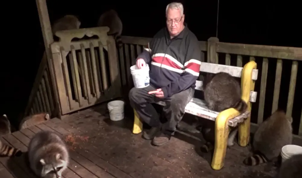 Desliza las imágenes para conocer la noble labor de un hombre al cuidar y proteger a unos mapaches. Foto: captura de YouTube