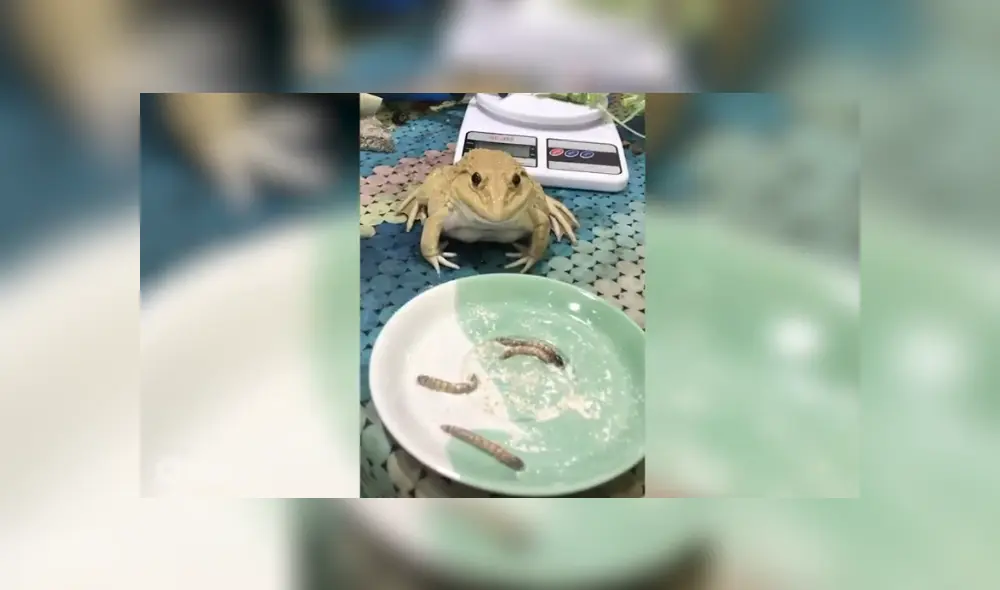 Desliza para ver los detalles del video viral publicado en TikTok. Foto: Captura.