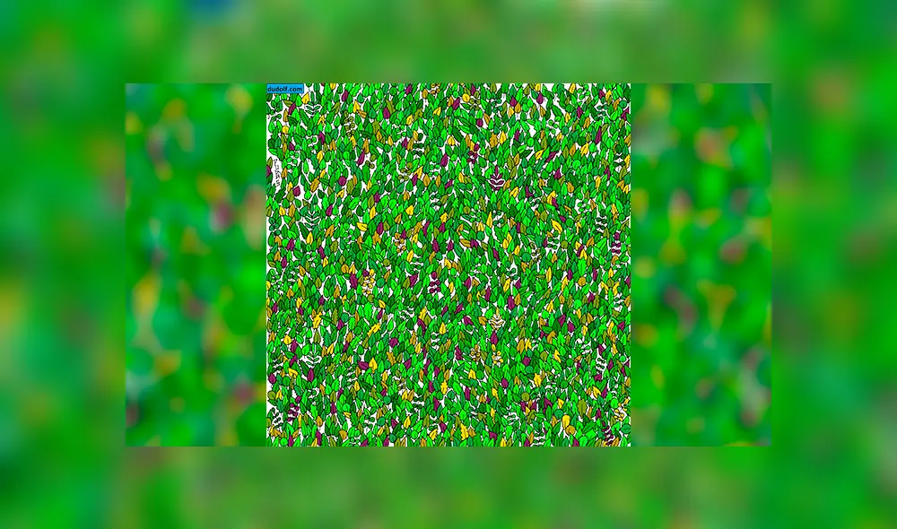 Facebook viral: halla al sapo bebé escondido entre hojas, el reto visual que casi nadie puede superar