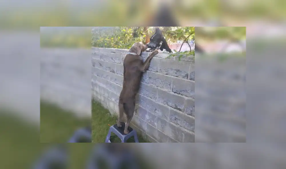 Desliza hacia la izquierda para ver más detalles sobre esta peculiar escena que es viral en las redes sociales. (Foto: captura / Facebook)