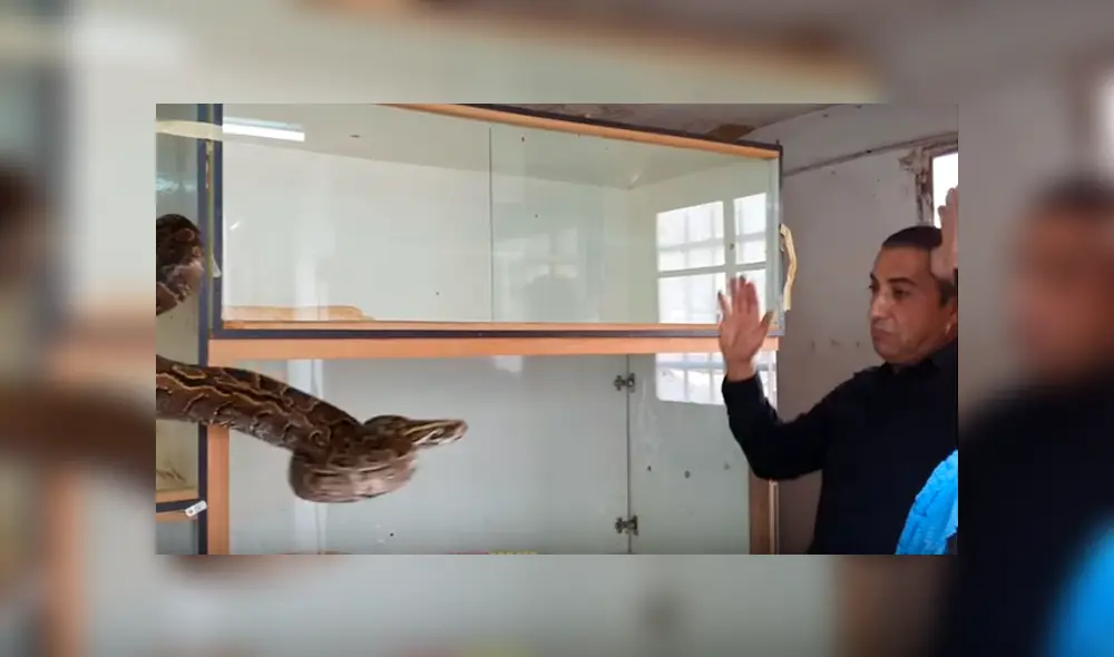 Desliza hacia la izquierda para el ataque de la serpiente al hombre. Escena viral de Facebook. Desliza hacia la izquierda para el ataque de la serpiente al hombre. Escena viral de Facebook.