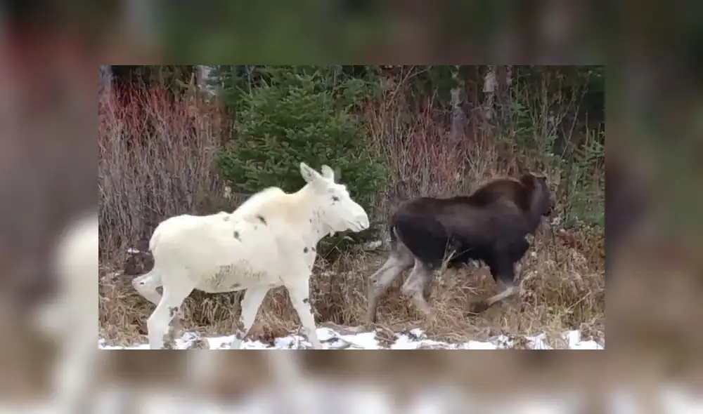 Facebook: Encuentran uno de los alces más raros del mundo en compañía de sus crías