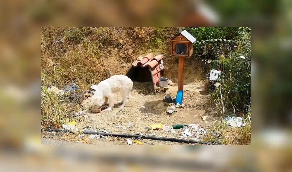 Vía YouTube. Pobladores comentaron que le llevan comida y agua a diario, pues el can se niega a abandonar el lugar