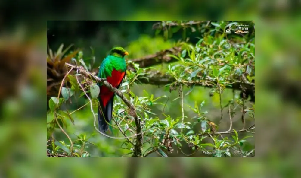 Coronavirus Coronavirus