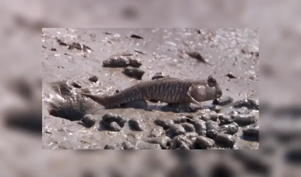 Desliza para ver los detalles del video viral de Facebook. Foto: Captura. Desliza para ver los detalles del video viral de Facebook. Foto: Captura.