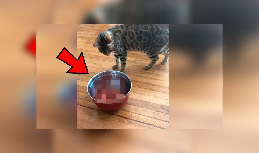 Vía YouTube. El felino estaba a punto de devorar su banquete, pero salió espantado por un perturbador detalle Vía YouTube. El felino estaba a punto de devorar su banquete, pero salió espantado por un perturbador detalle