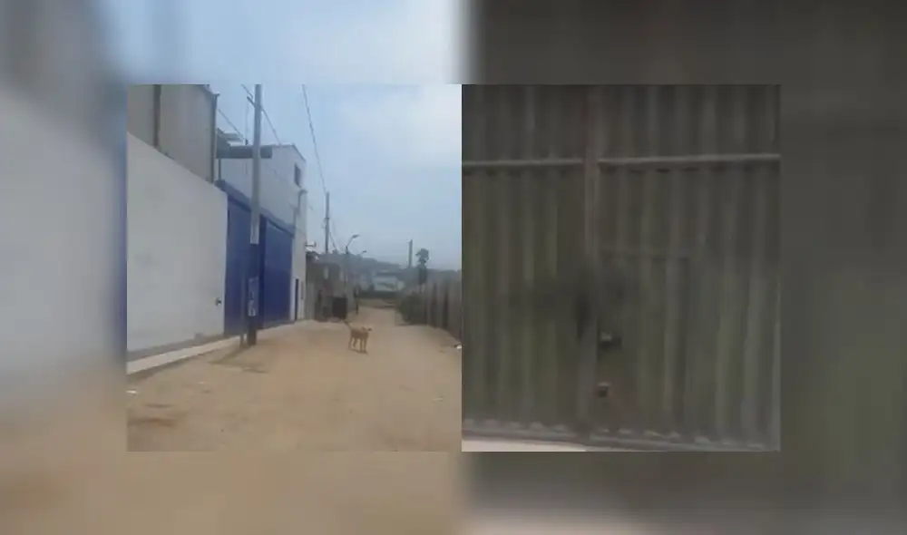 Un ciudadano reportó que en un almacén se encuentra encerrado un perrito.