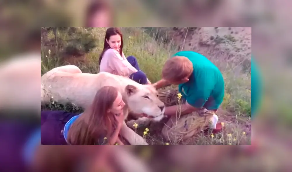 Dos turistas ingresaron a recinto de leona para tomarse fotografías. Dos turistas ingresaron a recinto de leona para tomarse fotografías.