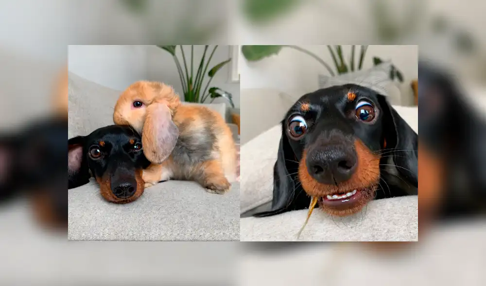 Desliza a la izquierda para conocer a esta peluda influencer. Desliza a la izquierda para conocer a esta peluda influencer.