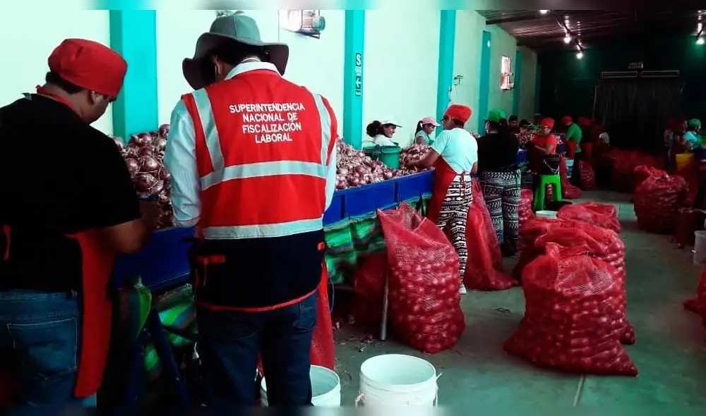 Sunafil identificó a 219 trabajadores informales en Tumbes