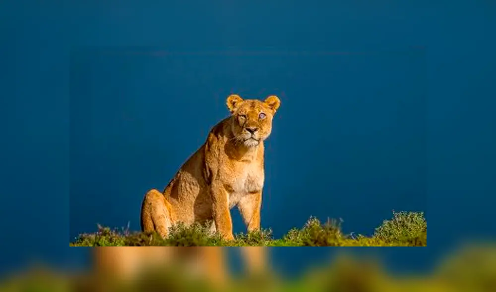 Desliza hacia la izquierda las imágenes del viral de Facebook para que puedas ver el ojo de cristal de una leona en la selva de África. Desliza hacia la izquierda las imágenes del viral de Facebook para que puedas ver el ojo de cristal de una leona en la selva de África.