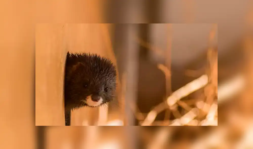 Los animales dieron positivo a la COVID-19, según informó el Ministerio de Agricultura de Países Bajos.