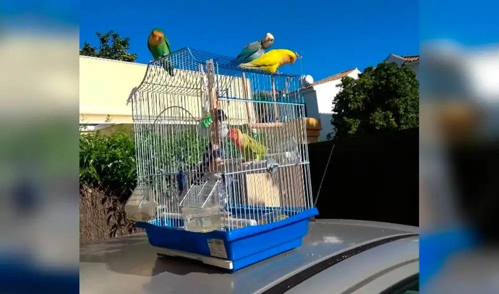 Desliza las imágenes para conocer la historia de unos tres loros bautizados como el "escuadrón de liberación”. Foto: Twitter Desliza las imágenes para conocer la historia de unos tres loros bautizados como el "escuadrón de liberación”. Foto: Twitter