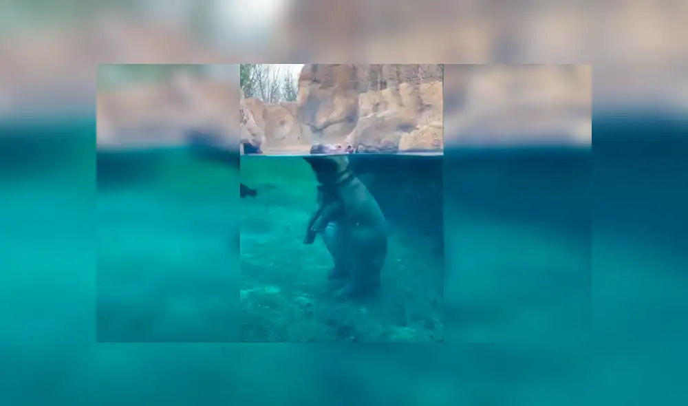 En YouTube, un hipopótamo hembra fue captada en el preciso momento que se desplazaba en su recinto. En YouTube, un hipopótamo hembra fue captada en el preciso momento que se desplazaba en su recinto.