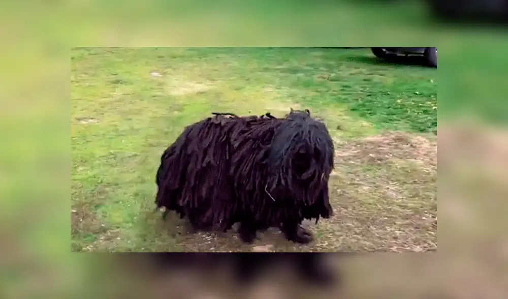 YouTube viral: Descubre extraño bulto en la calle, se asoma y queda en shock [VIDEO] 