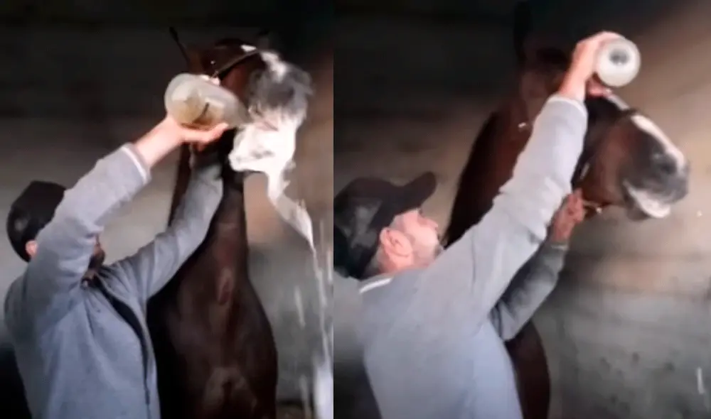 Mestre Suñer daba de beber champagne al animal mientras otras personas reían de fondo. Foto: captura de Facebook Mestre Suñer daba de beber champagne al animal mientras otras personas reían de fondo. Foto: captura de Facebook