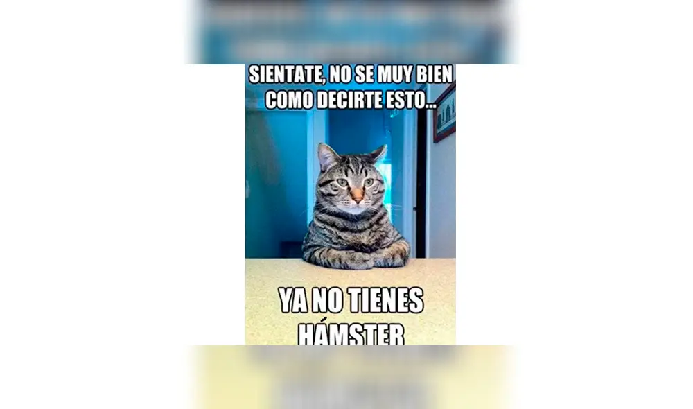 Los memes por el Día Internacional del Gato. Los memes por el Día Internacional del Gato.
