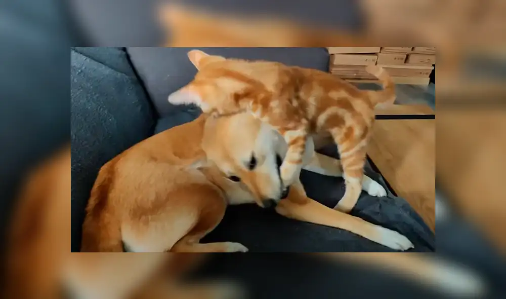 Dueño de los animales captó uno de los peculiares momentos entre sus mascotas y compartió las imágenes en Facebook y otras redes Dueño de los animales captó uno de los peculiares momentos entre sus mascotas y compartió las imágenes en Facebook y otras redes