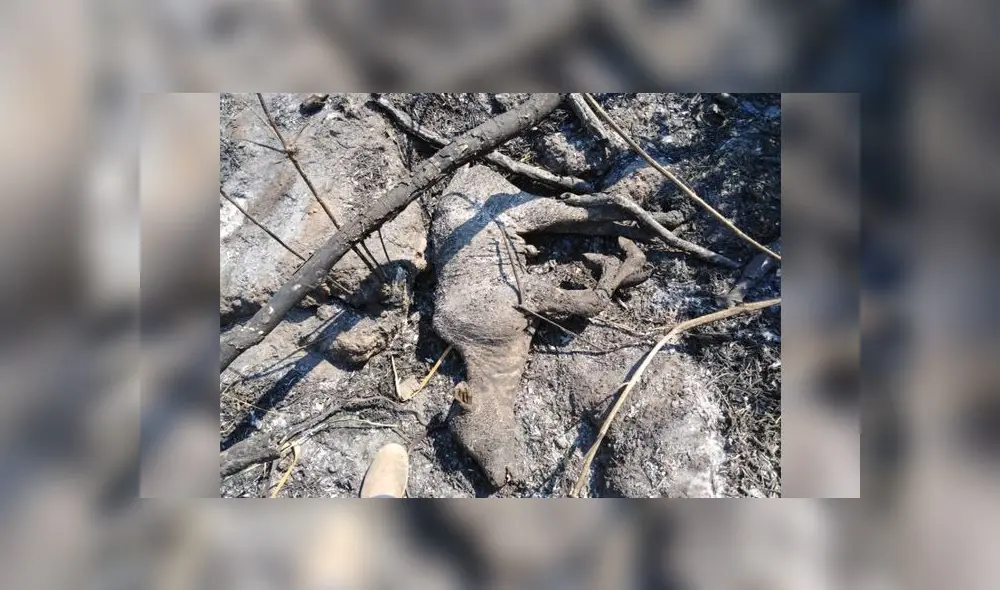 COER atendió este sábado seis incendios forestales en Iñapari, Iberia, Tampopata, Laberinto e Inambari. (Foto: Alcaldía de Iñapari)