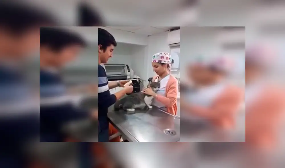 Desliza las imágenes para observa la conmovedora acción de un gato callejero al tener su primera consulta en el veterinario. Desliza las imágenes para observa la conmovedora acción de un gato callejero al tener su primera consulta en el veterinario.