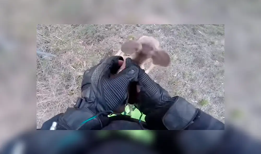 En YouTube, un motociclista recorría la carretera y encontró un canguro bebé que cayó de la bolsa de su mamá. En YouTube, un motociclista recorría la carretera y encontró un canguro bebé que cayó de la bolsa de su mamá.