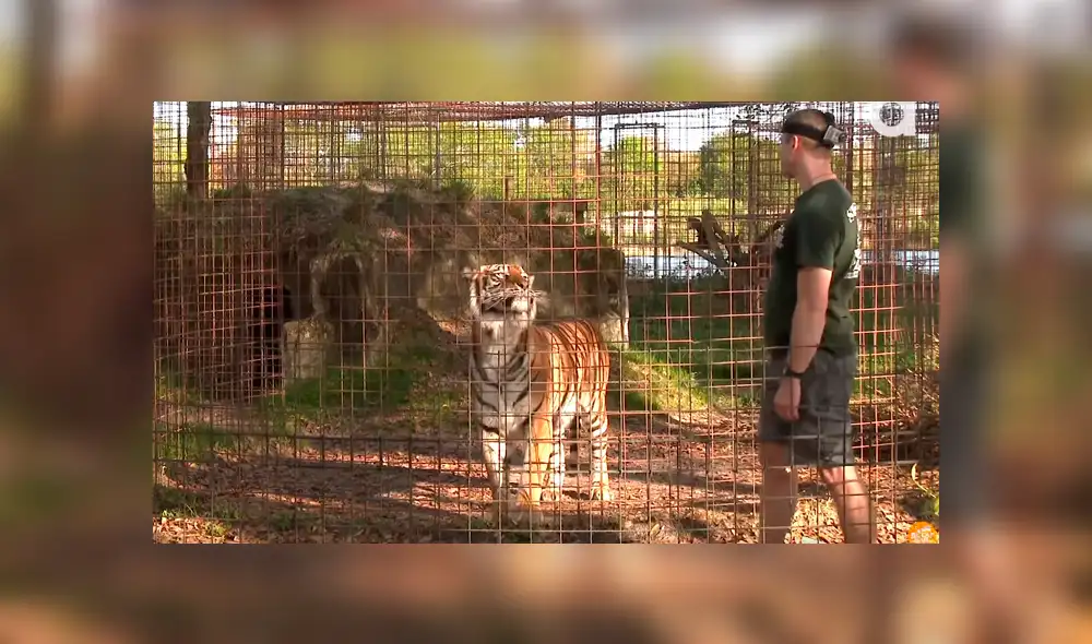 YouTube viral: No te imaginarás lo que sucede cuando este hombre ingresa a la jaula de un feroz tigre [VIDEO] 