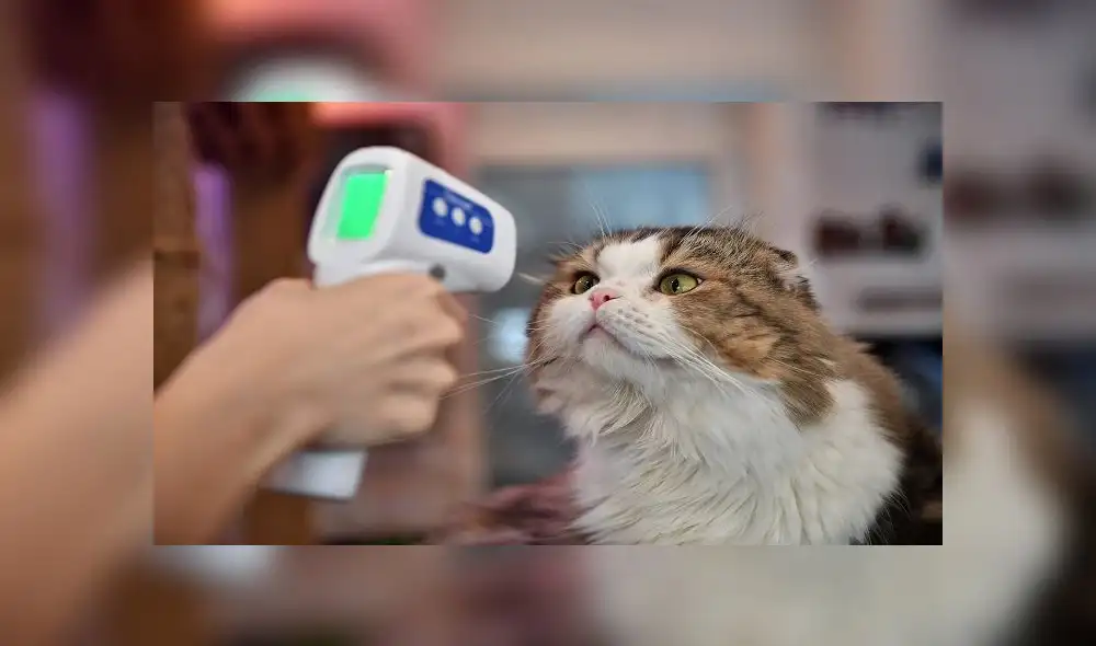 An employee takes the temperature of a cat at the re-opened Caturday Cat Cafe, which had been temporarily shuttered due to concerns about the spread of the COVID-19 novel coronavirus, in Bangkok on May 8, 2020. (Photo by Lillian SUWANRUMPHA / AFP) An employee takes the temperature of a cat at the re-opened Caturday Cat Cafe, which had been temporarily shuttered due to concerns about the spread of the COVID-19 novel coronavirus, in Bangkok on May 8, 2020. (Photo by Lillian SUWANRUMPHA / AFP)