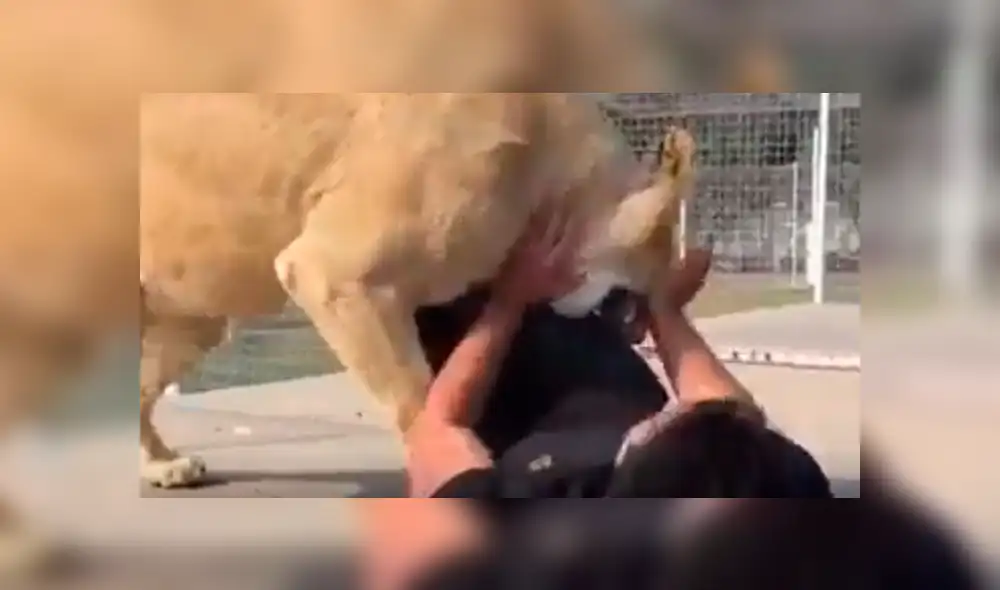 Facebook viral: visitante de zoológico arroja piedra a leona y ella reacciona así [VIDEO]