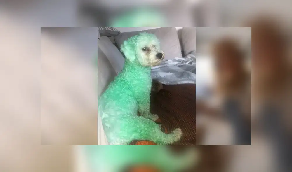 Desliza para conocer detalles de este video viral publicado en YouTube. Foto: Captura. Desliza para conocer detalles de este video viral publicado en YouTube. Foto: Captura.