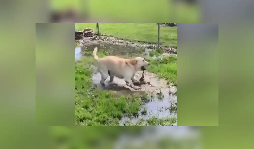 La perrita se topó con un charco de agua y no dudó en entrar a jugar. Foto: Facebook La perrita se topó con un charco de agua y no dudó en entrar a jugar. Foto: Facebook