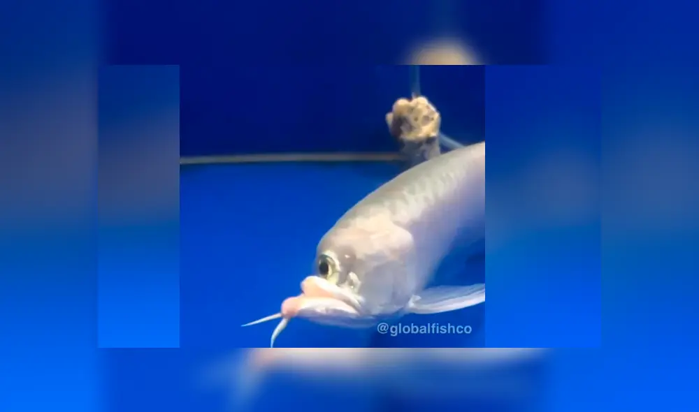 YouTube viral: atrapa extraño pez ‘cíclope’ y su aspecto deja aterrados a miles