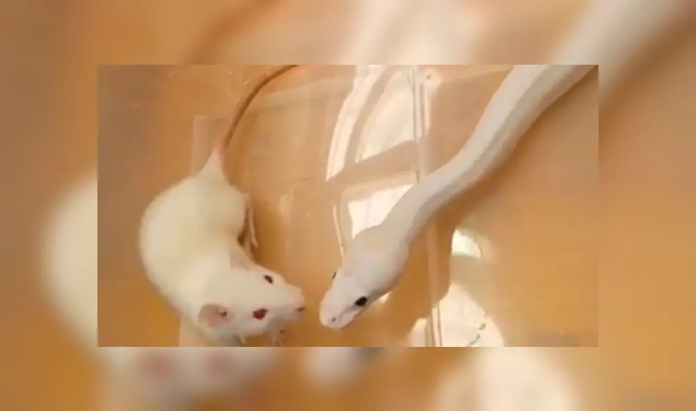 Rata intenta oler a enorme serpiente y esta tiene inesperada reacción Rata intenta oler a enorme serpiente y esta tiene inesperada reacción