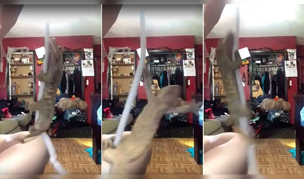 Facebook Viral: Reptil hace un ‘pool dance’ y genera sensación en todo Internet [VIDEO]