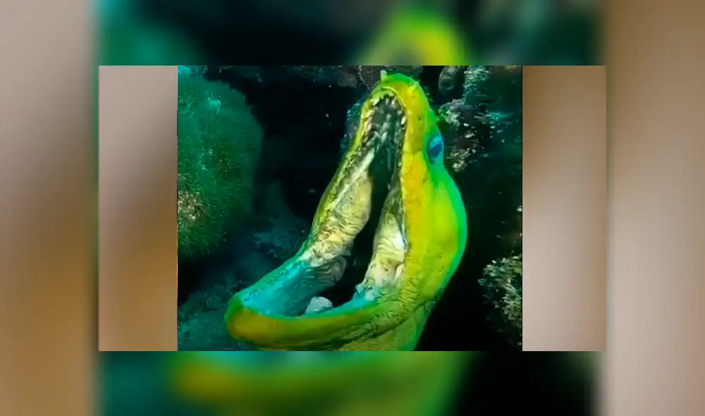 YouTube viral: terrorífica criatura es descubierta por buzo cuando descendió a las profundidades del mar YouTube viral: terrorífica criatura es descubierta por buzo cuando descendió a las profundidades del mar