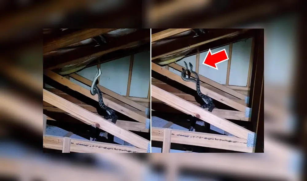 Un residente de Australia encontró a dos enormes serpiente peleando brutalmente dentro de su vivienda. Un residente de Australia encontró a dos enormes serpiente peleando brutalmente dentro de su vivienda.