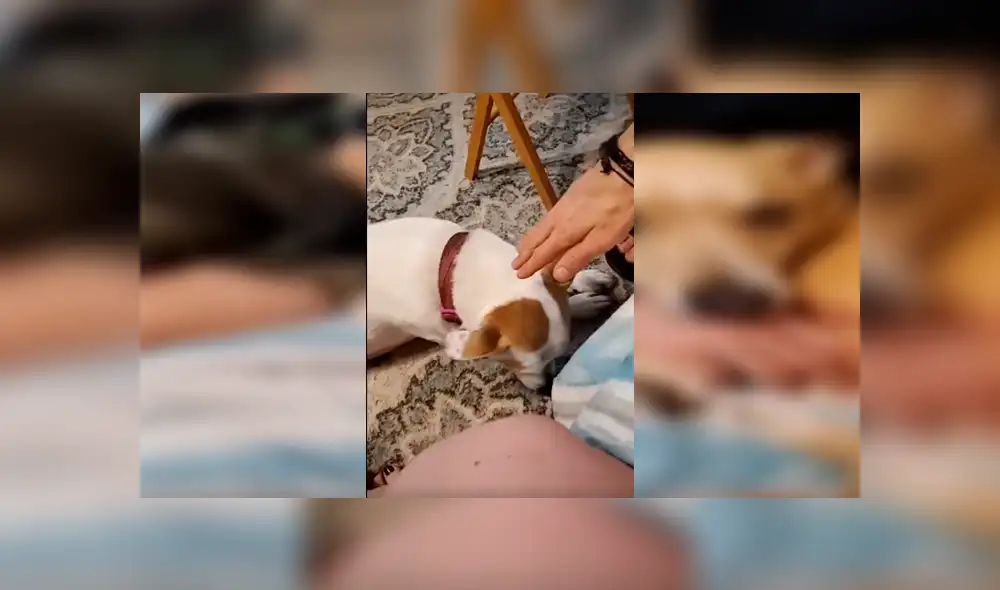 Desliza las imágenes para apreciar el furioso comportamiento de un perro al no tolerar que su dueño acaricie a otro animal.