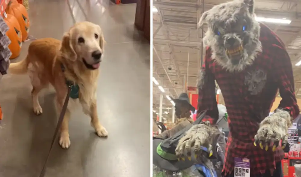 Desliza para ver más imágenes de la inesperada reacción que tuvo el can después de ver un enorme muñeco. (Foto: captura / YouTube)