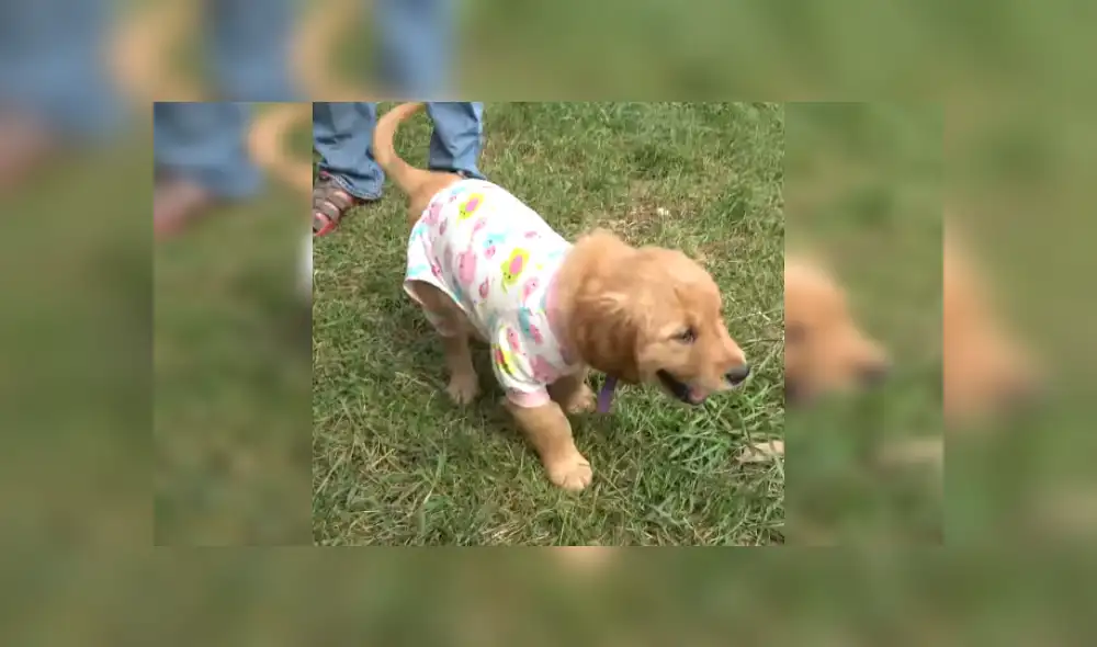 Desliza para ver más sobre el tierno comportamiento de esta perrita que cautivó a todos. (Foto: captura) Desliza para ver más sobre el tierno comportamiento de esta perrita que cautivó a todos. (Foto: captura)