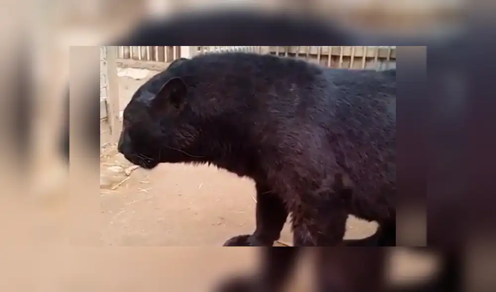 Turista se topa con voraz pantera y se acerca demasiado al animal. Turista se topa con voraz pantera y se acerca demasiado al animal.