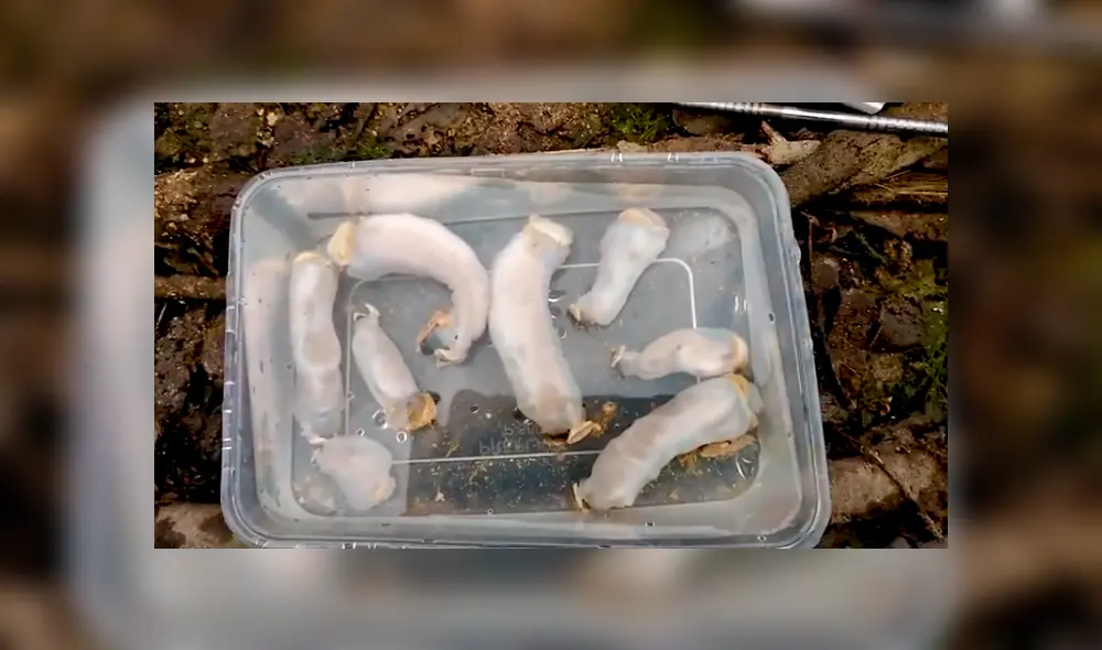 Video es viral en YouTube. Un grupo de científicos diseccionaron a este extraño gusano y lo que encontraron en su interior sorprendió a más de uno. Foto: Captura. Video es viral en YouTube. Un grupo de científicos diseccionaron a este extraño gusano y lo que encontraron en su interior sorprendió a más de uno. Foto: Captura.