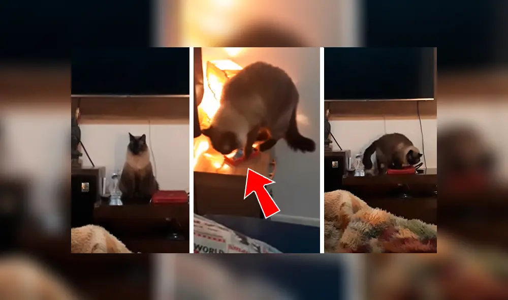 En Facebook, una chica descubrió al verdadero culpable que ocasionó que llegue tarde a trabajar por apagar sus alarmas. En Facebook, una chica descubrió al verdadero culpable que ocasionó que llegue tarde a trabajar por apagar sus alarmas.