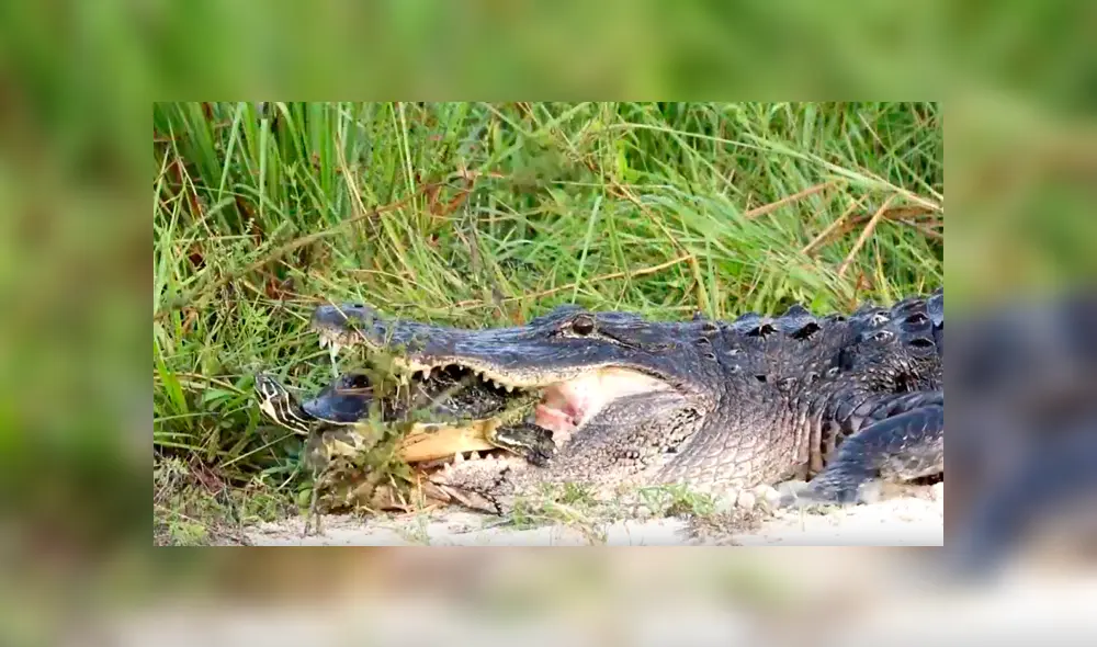 Hambriento cocodrilo intenta morder caparazón de tortuga viva, pero termina ‘humillado’ [VIDEO] 