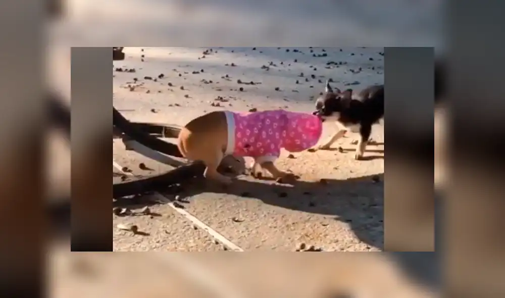 Video es viral en Facebook. Luego de muchos intentos, el perro pudo quitarle la ropa a la nueva mascota de su dueña y para sorpresa de todos quiso ponérsela. Foto: Captura. Video es viral en Facebook. Luego de muchos intentos, el perro pudo quitarle la ropa a la nueva mascota de su dueña y para sorpresa de todos quiso ponérsela. Foto: Captura.
