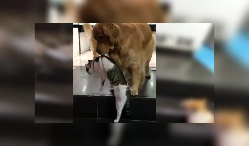 El can observó que la felina estaba en peligro y no dudó en intervenir para protegerla. Video es viral en YouTube.